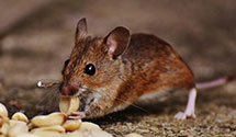 24 Hour & Emergency Exterminators in Indian Mills, WV